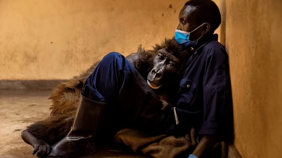 Osiřelá gorila zemřela v náručí svého zachránce a pečovatele